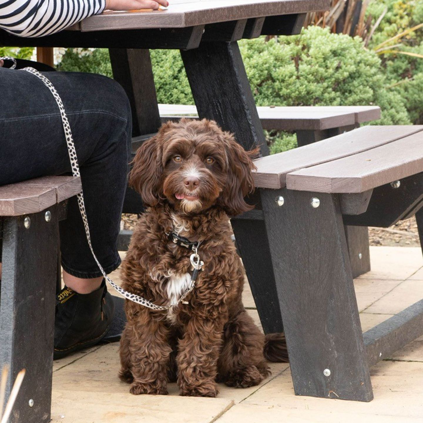 Your local dog friendly pub in Stone